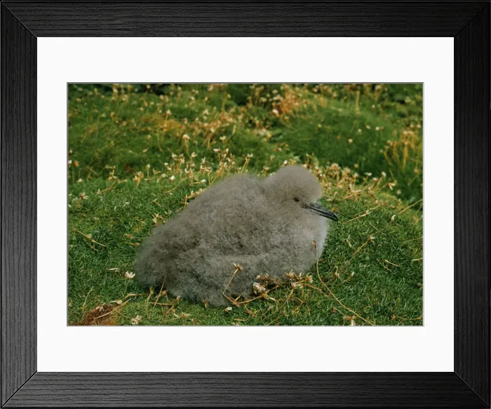 Framed Print : Manx Shearwater Chick, Puffin Island, Co Kerry Framed Print : Manx Shearwater Chick, Puffin Island, Co Kerry
