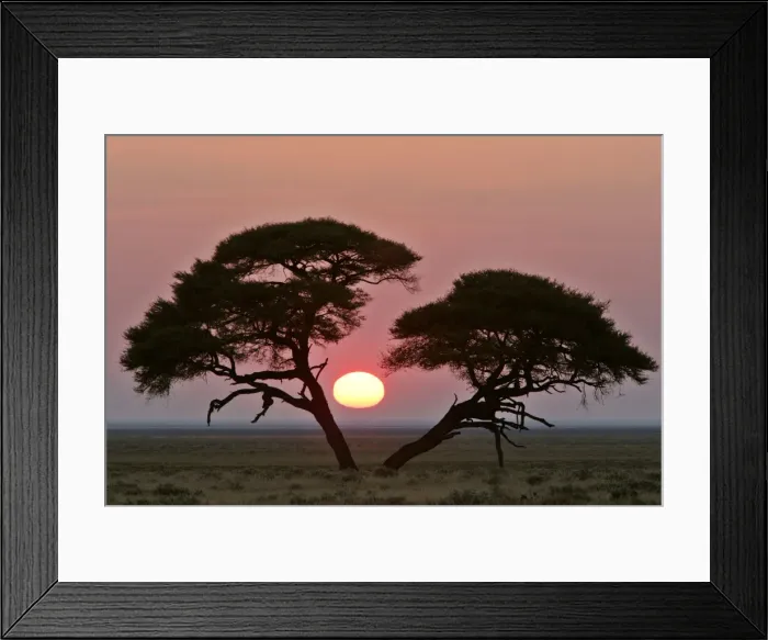 Framed Print : Acacia at sunrise magnicifent specimen of Umbrella Thorn in savanna Etosha National Park, Namibia, Africa Framed Print : Acacia at sunrise magnicifent specimen of Umbrella Thorn in savanna Etosha National Park, Namibia, Africa
