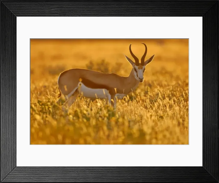 Framed Print : Springbuck male individual standing in grass savanna in late evening light Etosha National Park, Namibia, Africa