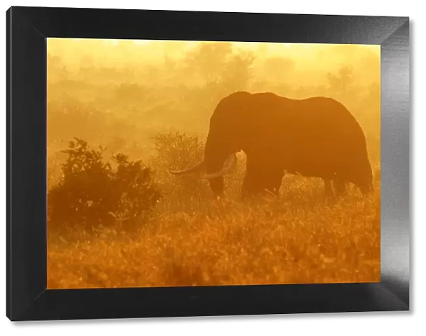 African Elephant grazing in savanna at sunrise Kruger National Park, South Africa