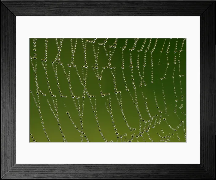 Framed Print : Cobweb with droplets of morning dew Baden-Wuerttemberg, Germany Framed Print : Cobweb with droplets of morning dew Baden-Wuerttemberg, Germany