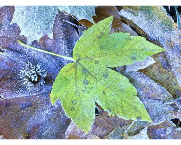 Frosty leaves autumn coloured maple leaf covered with frost Baden-Wuerttemberg, Germany