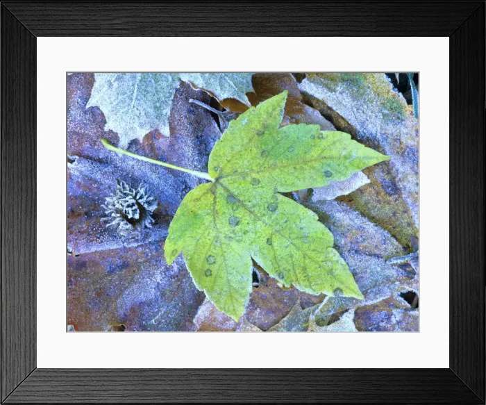 Framed Print : Frosty leaves autumn coloured maple leaf covered with frost Baden-Wuerttemberg, Germany Framed Print : Frosty leaves autumn coloured maple leaf covered with frost Baden-Wuerttemberg, Germany