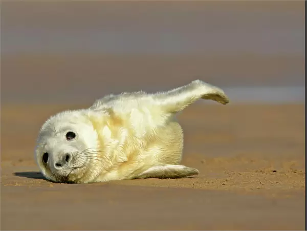 Grey Seal pup lying on sand bank stretching it's fin Donna Nook, Lincolnshire Coast, England, UK