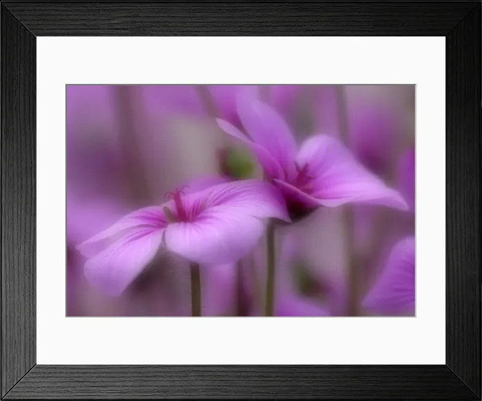 Framed Print : Madeiran Cranesbill pink coloured blossoms Germany Framed Print : Madeiran Cranesbill pink coloured blossoms Germany