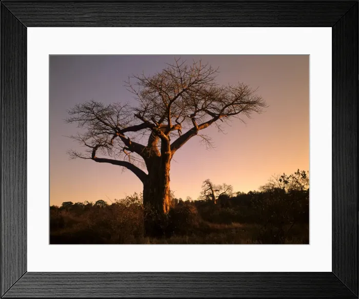 Framed Print : Baobab trees giant individuals in last evening light Kruger National Park, South Africa Framed Print : Baobab trees giant individuals in last evening light Kruger National Park, South Africa