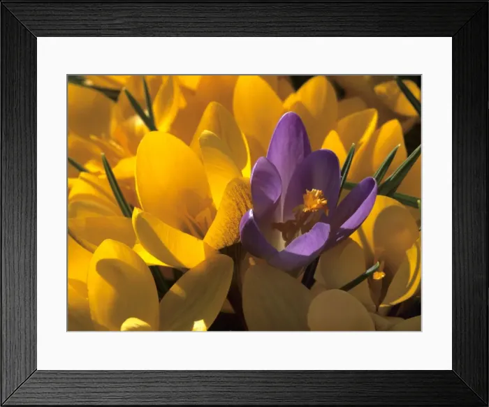 Framed Print : Crocus yellow and violet blossoms Baden-Wuerttemberg, Germany Framed Print : Crocus yellow and violet blossoms Baden-Wuerttemberg, Germany