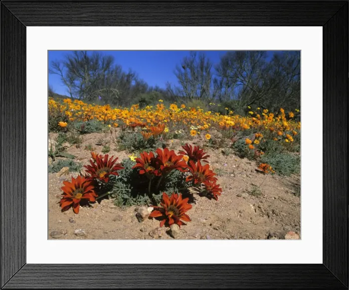 Framed Print : Namaqualand Flowers Terracotta Gazanias and Namaqualand Daisies (Dimorphotheca sinuata) after winter rains Skilpad Wildflower Reserve, Namaqualand, Northern Cape Province, South Africa Framed Print : Namaqualand Flowers Terracotta Gazanias and Namaqualand Daisies (Dimorphotheca sinuata) after winter rains Skilpad Wildflower Reserve, Namaqualand, Northern Cape Province, South Africa