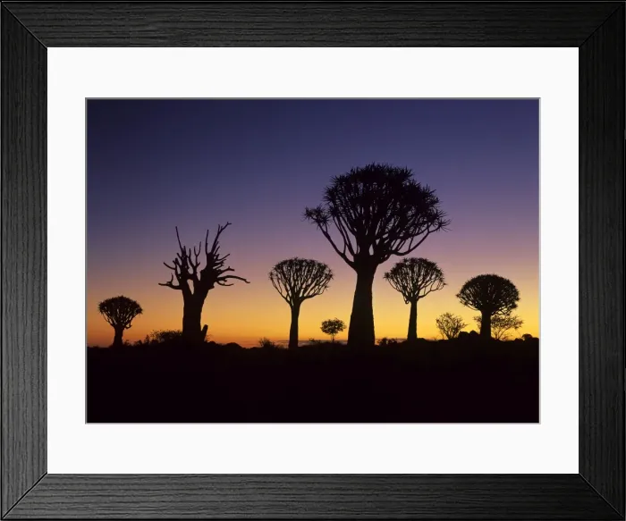 Framed Print : Quiver tree forest silhouettes at twilight just after sunset Keetmanshoop, Namibia, Africa Framed Print : Quiver tree forest silhouettes at twilight just after sunset Keetmanshoop, Namibia, Africa