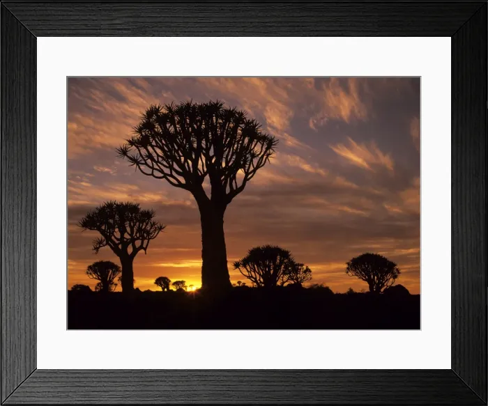 Framed Print : Quiver tree forest silhouettes at sunrise with visible sun Keetmanshoop, Namibia, Africa Framed Print : Quiver tree forest silhouettes at sunrise with visible sun Keetmanshoop, Namibia, Africa