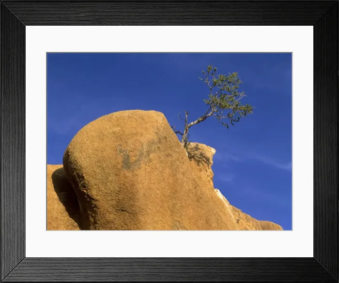 Framed Print : Tree and rocks small tree growing precariously between rocks of red granite Spitzkoppe region, Namibia, Africa Framed Print : Tree and rocks small tree growing precariously between rocks of red granite Spitzkoppe region, Namibia, Africa