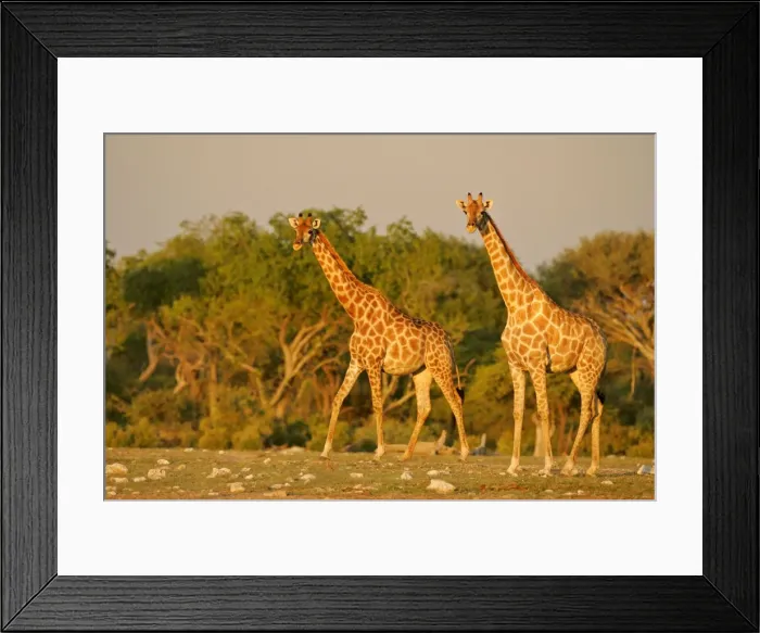 Framed Print : Giraffe two individuals approaching waterhole of Namutoni in last evening light Etosha National Park, Namibia, Africa Framed Print : Giraffe two individuals approaching waterhole of Namutoni in last evening light Etosha National Park, Namibia, Africa