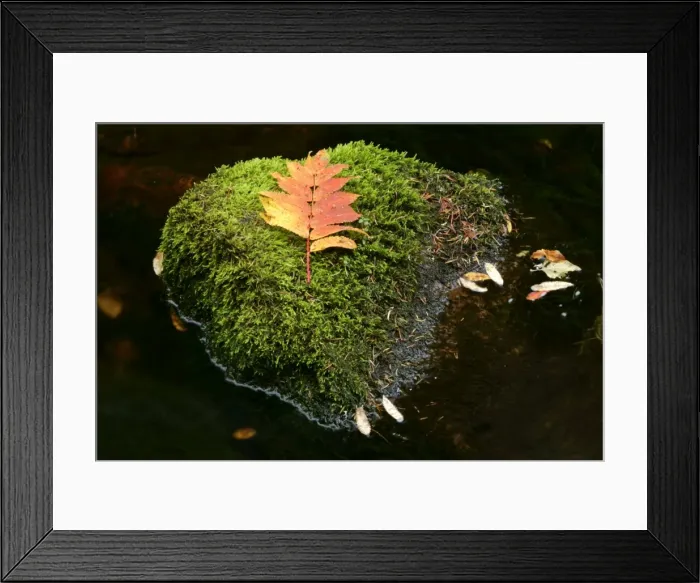 Framed Print : Leaf on moss colourful leaf on moss covered rock in brook Fulufjaellet National Park, Dalarna region, Sweden Framed Print : Leaf on moss colourful leaf on moss covered rock in brook Fulufjaellet National Park, Dalarna region, Sweden