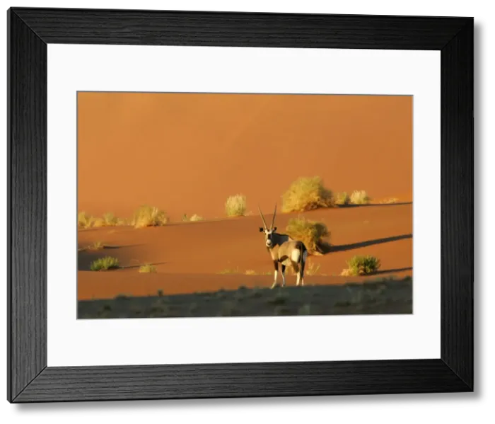 Framed Print : Oryx standing between red dunes in early morning light Namib Desert, Namib Naukluft Park, Namibia, Africa Framed Print : Oryx standing between red dunes in early morning light Namib Desert, Namib Naukluft Park, Namibia, Africa