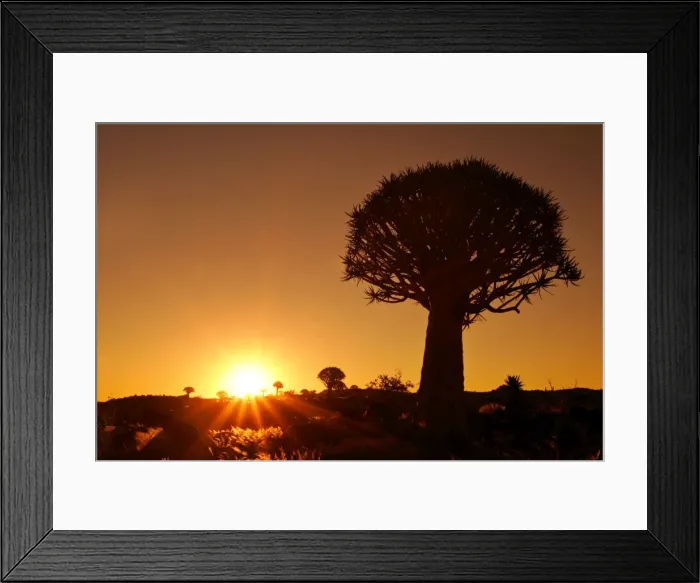 Framed Print : Quiver tree forest individual tree silhouetted against rising sun Quiver tree forest, Keetmannshop, Namibia, Africa snh060078 SAI Framed Print : Quiver tree forest individual tree silhouetted against rising sun Quiver tree forest, Keetmannshop, Namibia, Africa snh060078 SAI