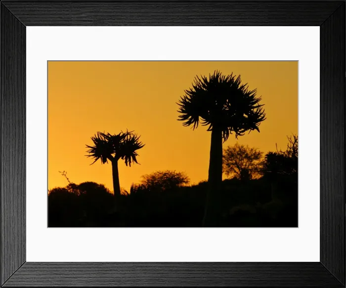 Framed Print : Quiver Tree silhouette two specimen growing on a hill at sunrise Quiver Tree Forest, Keetmanshoop, Namibia Framed Print : Quiver Tree silhouette two specimen growing on a hill at sunrise Quiver Tree Forest, Keetmanshoop, Namibia