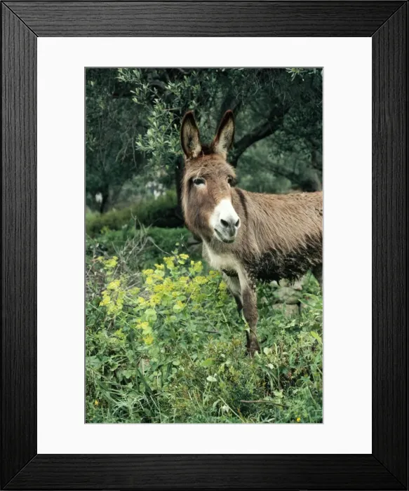 Framed Print : Donkey In olive grove Framed Print : Donkey In olive grove