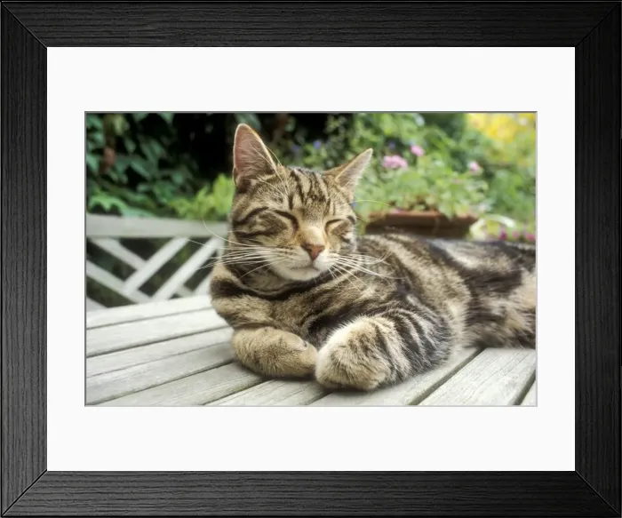 Framed Print : Cat Tabby sleeping on garden table Framed Print : Cat Tabby sleeping on garden table