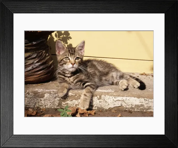 Framed Print : Cat Tabby Kitten on step Framed Print : Cat Tabby Kitten on step
