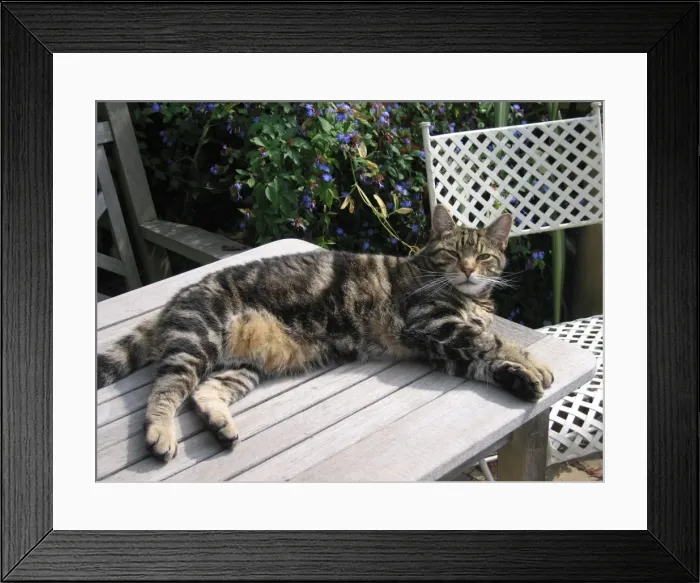 Framed Print : Tabby Cat - Lying down on garden table Framed Print : Tabby Cat - Lying down on garden table