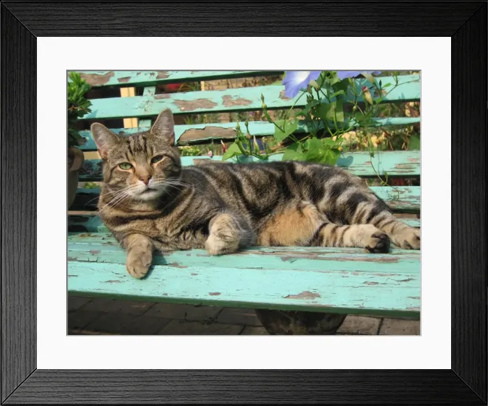 Framed Print : Tabby Cat - Lying down on old bench Framed Print : Tabby Cat - Lying down on old bench