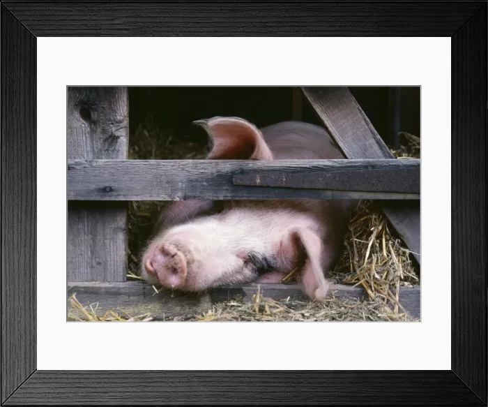 Framed Print : Gloucester Old Spot Pig Framed Print : Gloucester Old Spot Pig