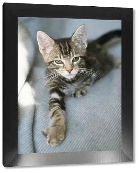 Cat Tabby Kitten