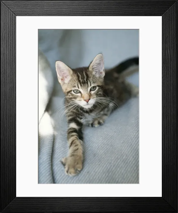Framed Print : Cat Tabby Kitten Framed Print : Cat Tabby Kitten