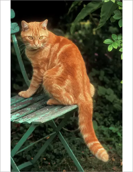 Cat Ginger Tom on garden chair