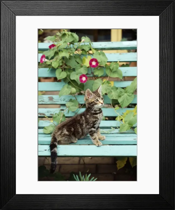 Framed Print : Tabby Cat - kitten on bench Framed Print : Tabby Cat - kitten on bench