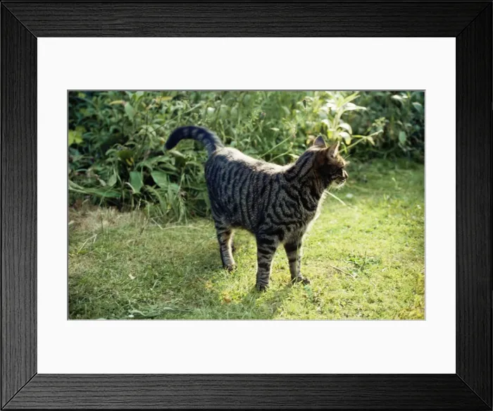 Framed Print : Cat - about to mark it's territory Framed Print : Cat - about to mark it's territory