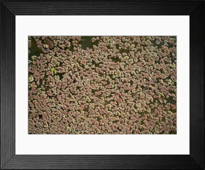 Framed Print : Floating Fern Framed Print : Floating Fern