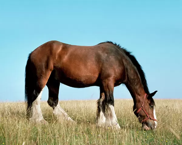 Shire Horse - In field grazing