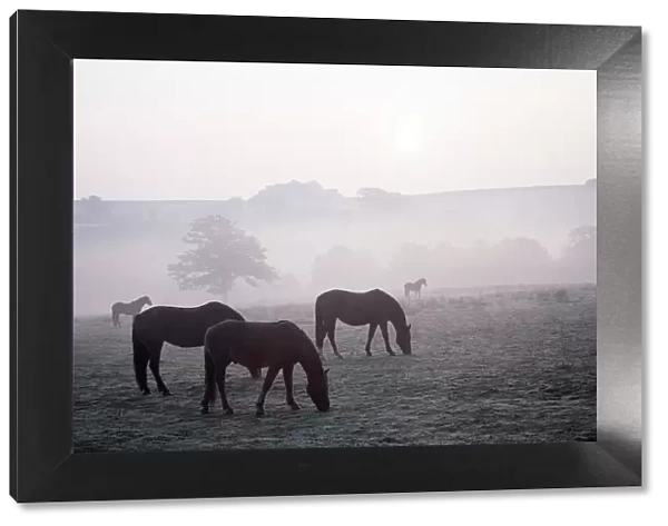 Ponies in mist Grazing