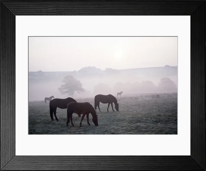 Framed Print : Ponies in mist Grazing Framed Print : Ponies in mist Grazing