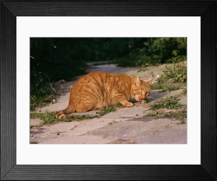 Framed Print : Marmalade Cat - eating mouse Framed Print : Marmalade Cat - eating mouse