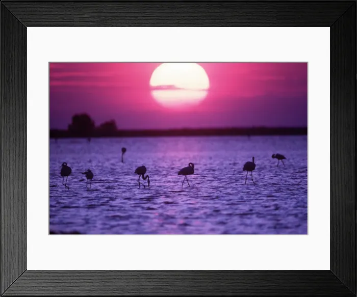 Framed Print : SM 145-M. SM-145-M. European Greater FLAMINGOS - At sunset Framed Print : SM 145-M. SM-145-M. European Greater FLAMINGOS - At sunset
