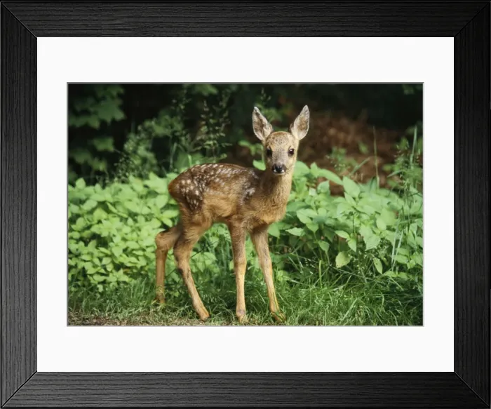 Framed Print : Roe Deer - fawn Framed Print : Roe Deer - fawn