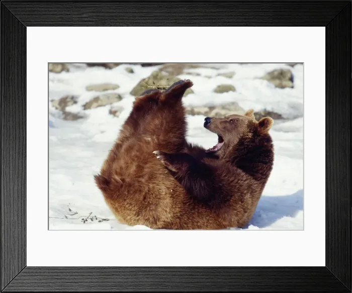Framed Print : Brown Bear Framed Print : Brown Bear