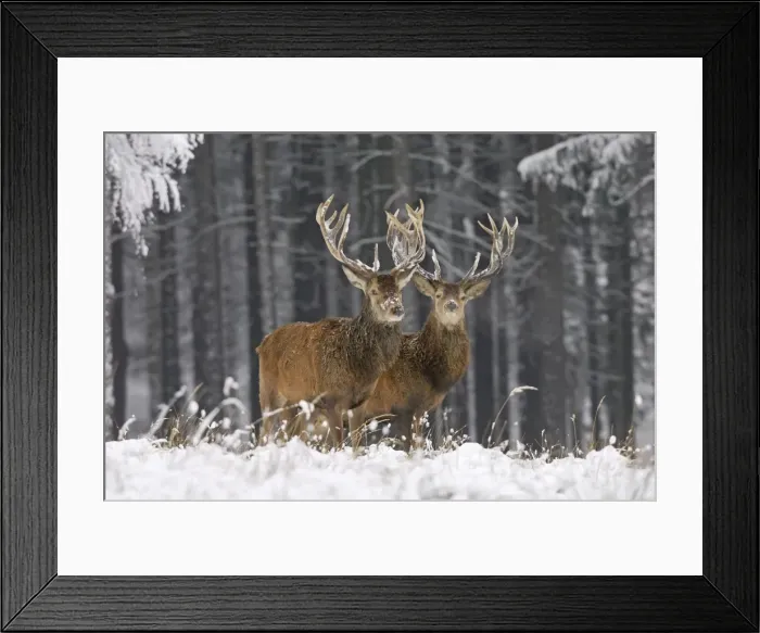 Framed Print : Rothirsch. SM-1762. Red Deer - in winter snow Framed Print : Rothirsch. SM-1762. Red Deer - in winter snow
