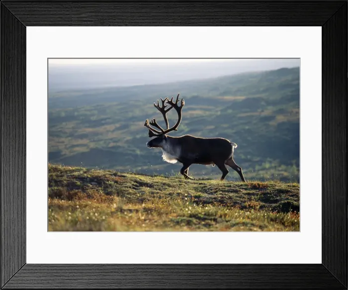 Framed Print : Reindeer / Caribou Denali National Park, Alaska Framed Print : Reindeer / Caribou Denali National Park, Alaska