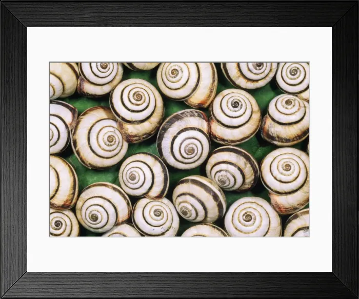 Framed Print : Chalk Grassland Snail UK Framed Print : Chalk Grassland Snail UK