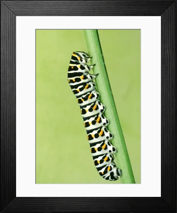 Framed Print : Swallowtail Butterfly - larvae Framed Print : Swallowtail Butterfly - larvae