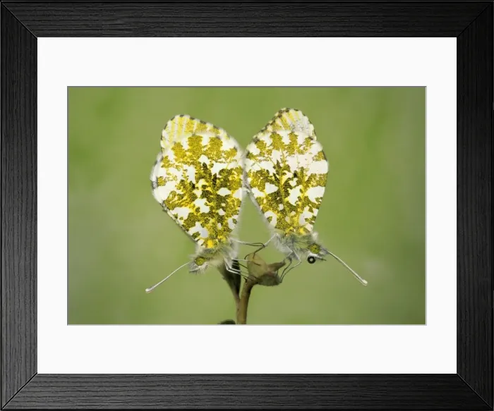 Framed Print : Orange Tip Butterflie pair mating UK Framed Print : Orange Tip Butterflie pair mating UK