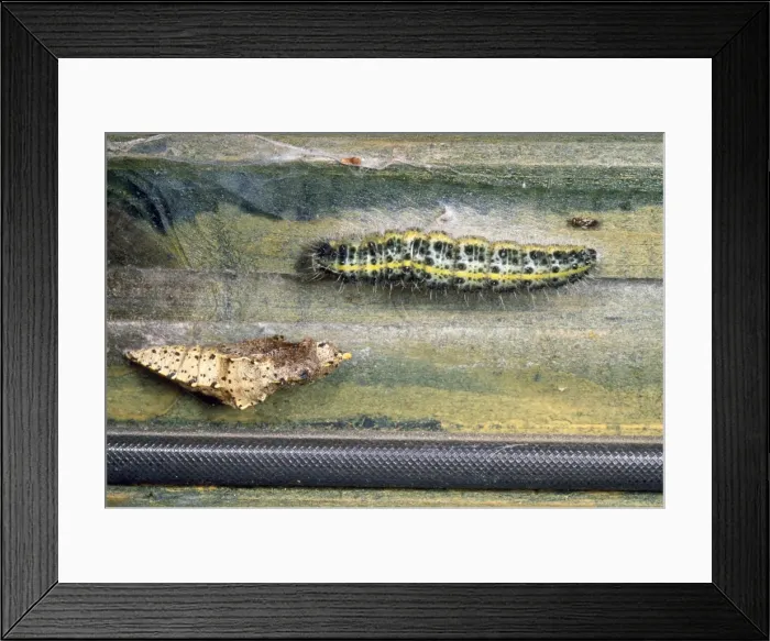 Framed Print : Large White Butterfly - caterpillar & pupa UK Framed Print : Large White Butterfly - caterpillar & pupa UK