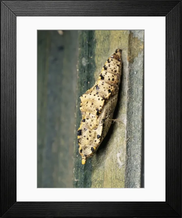 Framed Print : Large White Butterfly - Chrysalis UK Framed Print : Large White Butterfly - Chrysalis UK