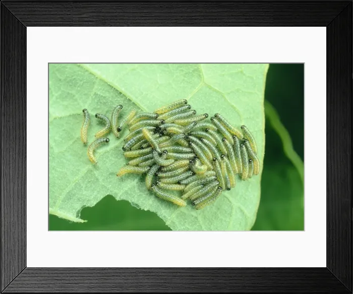 Framed Print : Large White Butterfly Larvae - On leaf UK Framed Print : Large White Butterfly Larvae - On leaf UK