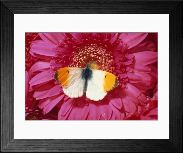 Framed Print : Orange-tip Butterfly Distribution: Widespread in Ireland & Southern Britain also in Scotland. Occurs in North Europe to Central Scandinavia, across the middle East & into temperate parts of Asia as far as Japan Framed Print : Orange-tip Butterfly Distribution: Widespread in Ireland & Southern Britain also in Scotland. Occurs in North Europe to Central Scandinavia, across the middle East & into temperate parts of Asia as far as Japan