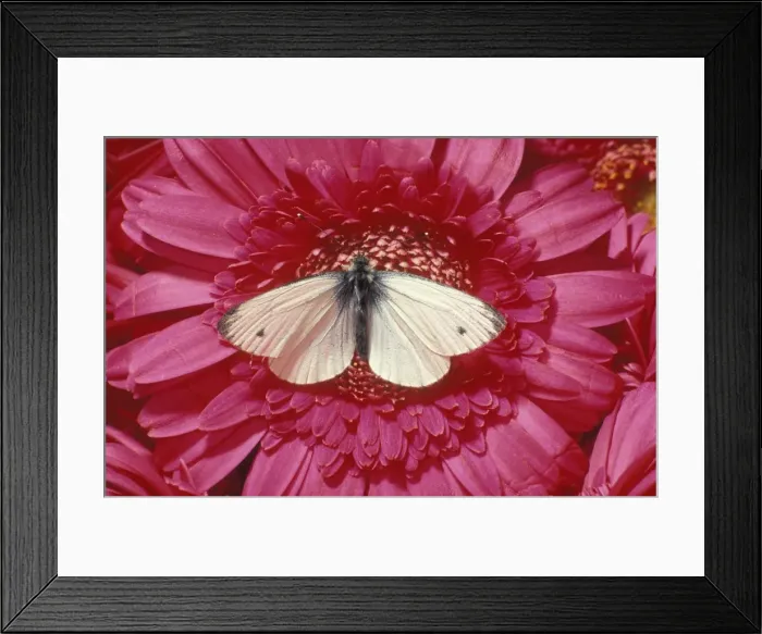 Framed Print : Small White Butterfly UK Framed Print : Small White Butterfly UK