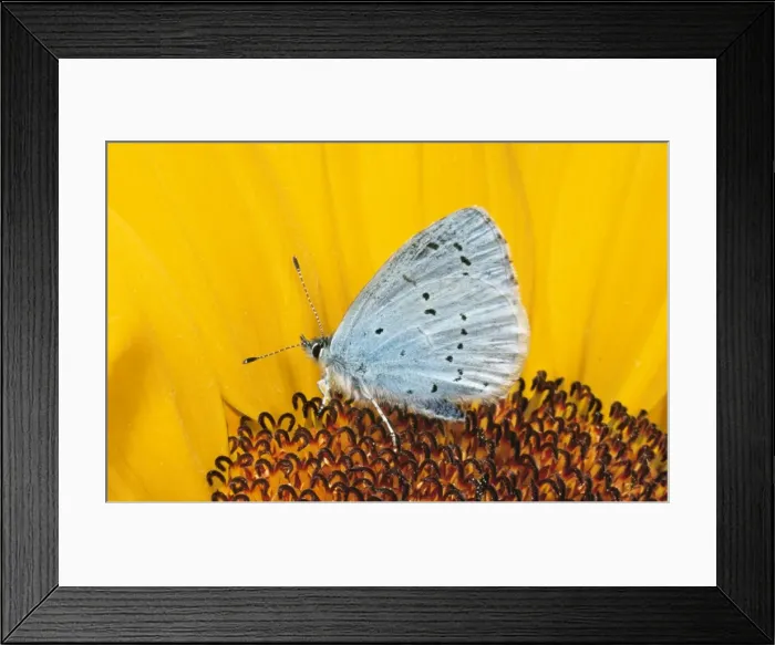 Framed Print : Holly Blue Butterfly UK Framed Print : Holly Blue Butterfly UK